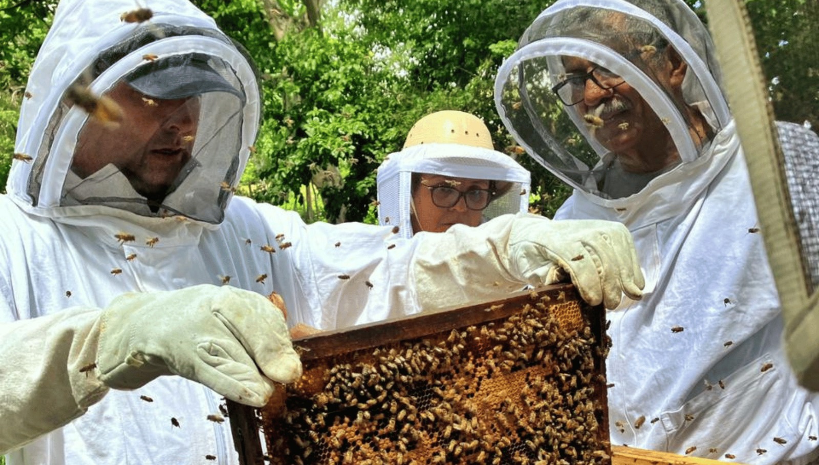 Apicultores buscan que producción de miel en Costa Rica sea autosuficiente