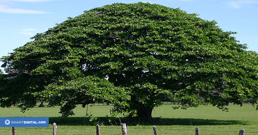 Árbol Nacional de Costa Rica