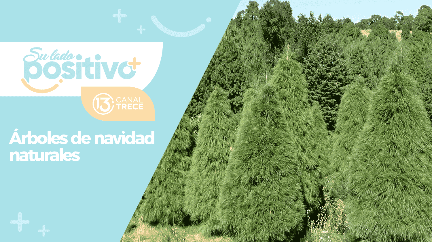 El Riachuelo: Árboles de navidad naturales