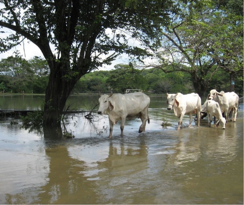 Proteger a los animales en caso de inundación o fuertes lluvias