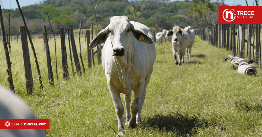 Costa Rica da un paso hacia la modernización ganadera con Trazar-Agro