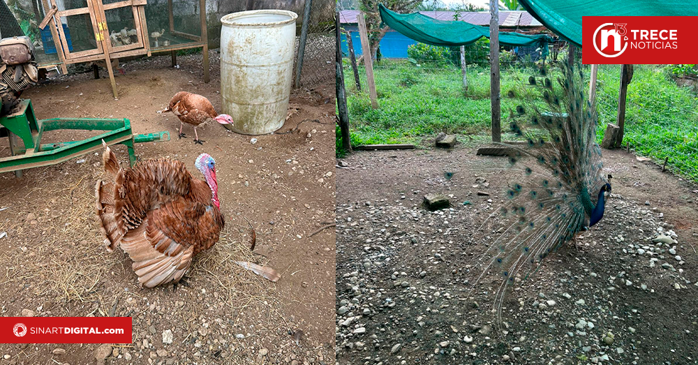 Decomisan animales en operativo contra caza ilegal en Osa