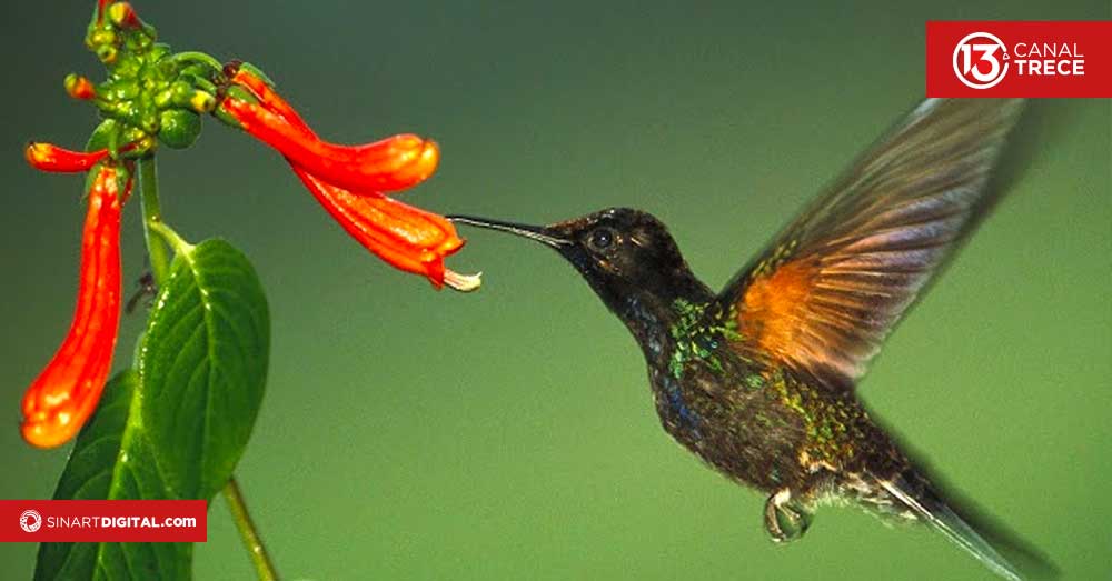 Aves y Polinización | Documentales UNED 