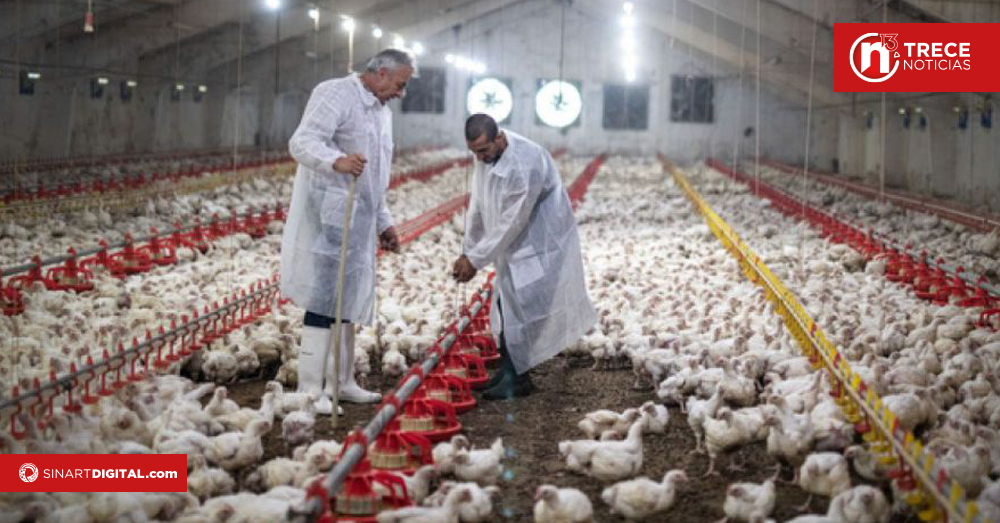 Brasil dice haber contenido el brote de gripe aviar que afectó sus exportaciones