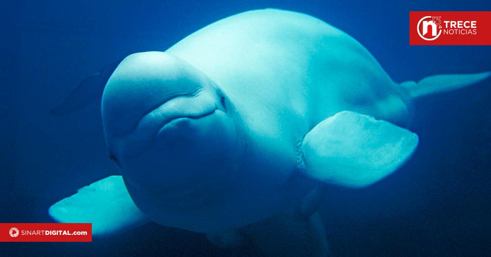 Canadá bloquea exportación de ballenas beluga a China