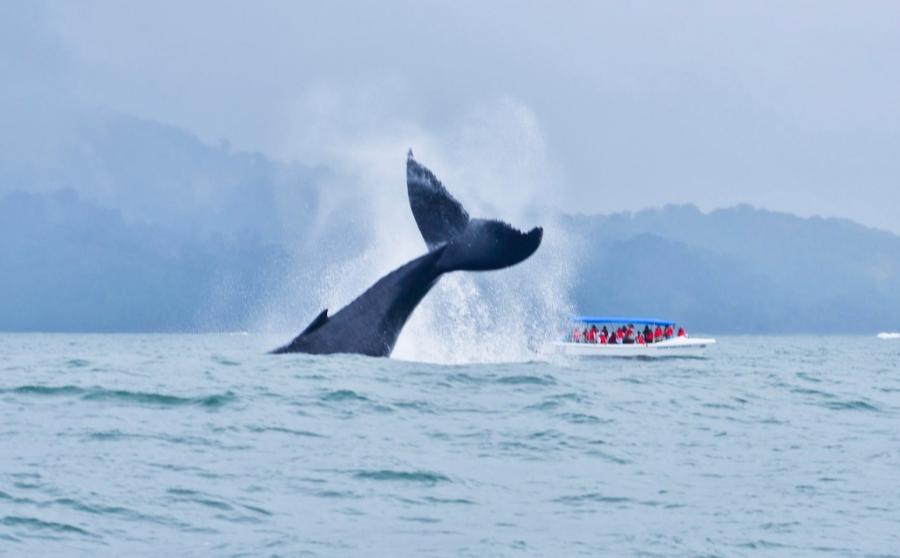 Temporada de Ballenas: Un Atractivo Natural en Costa Rica