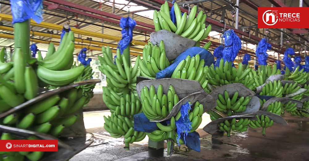 CORBANA alerta por cierre de 4 importantes fincas en el Caribe 