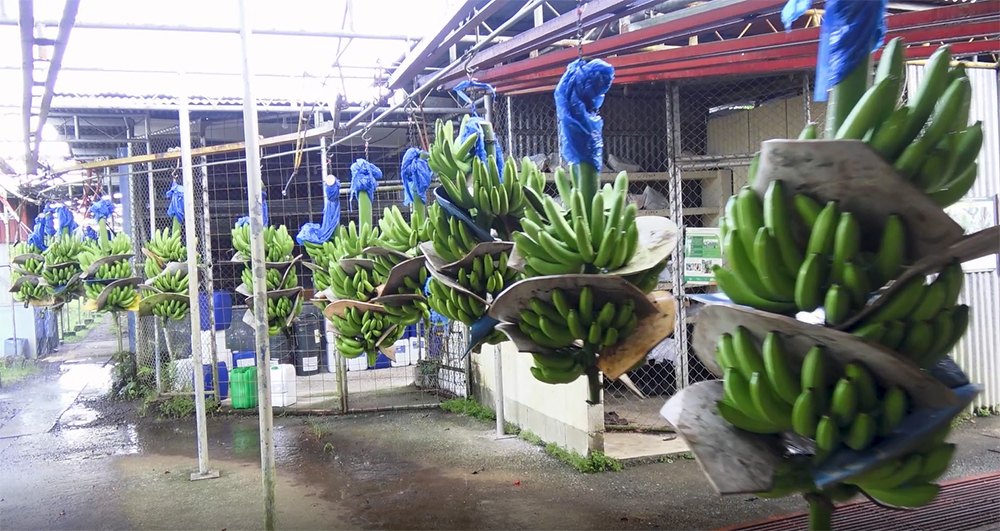 Bananeras enfrentarán El Niño con medidas inmediatas