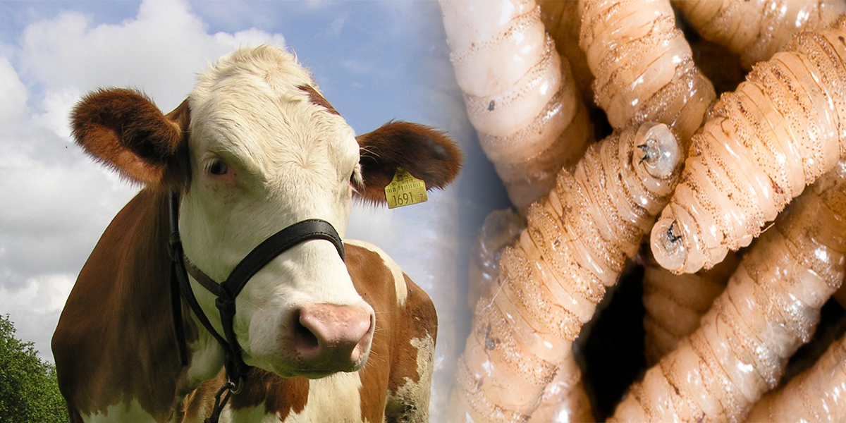 371 nuevos casos de Gusano Barrenador afectan principalmente a Buenos Aires y San Carlos