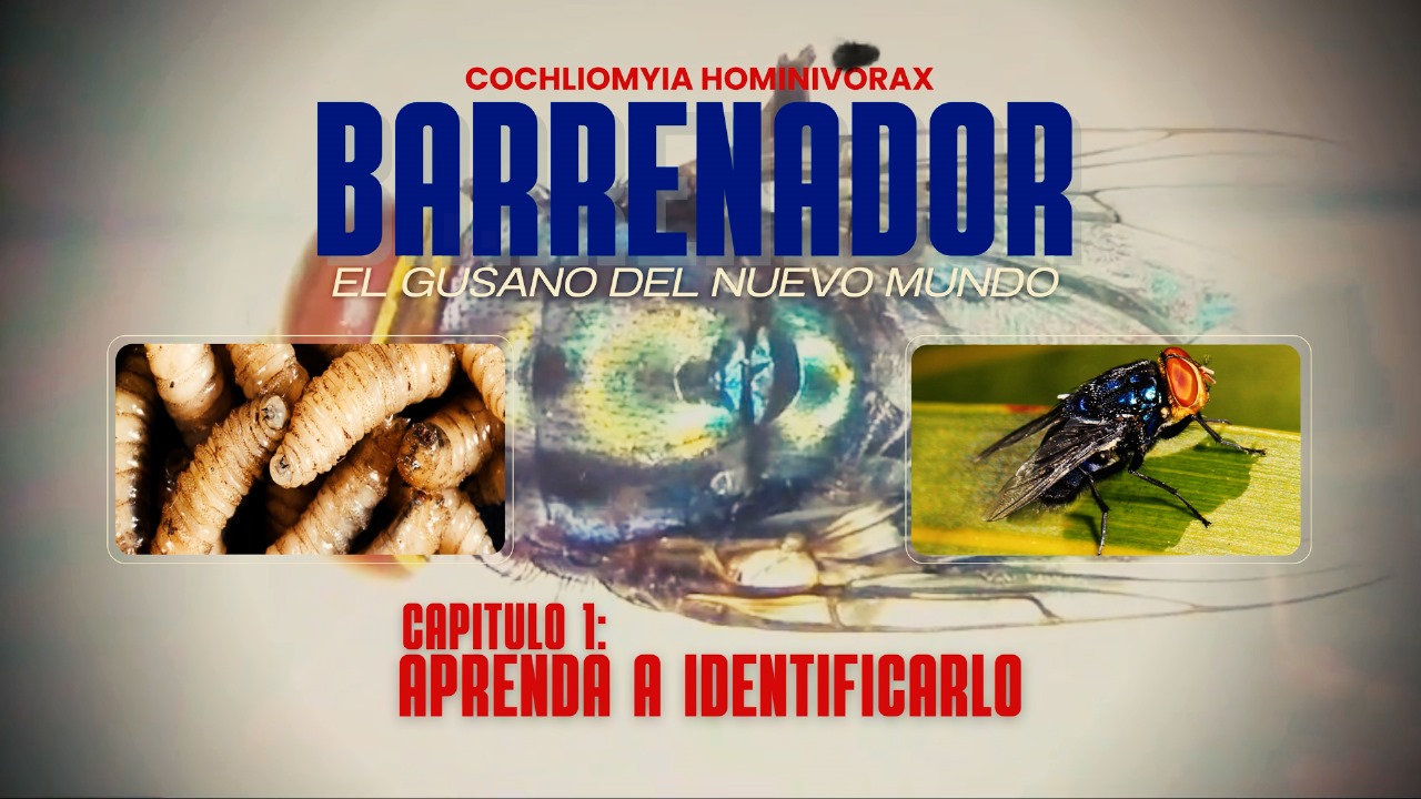 El Gusano Barrenador del Nuevo Mundo | Parte 1