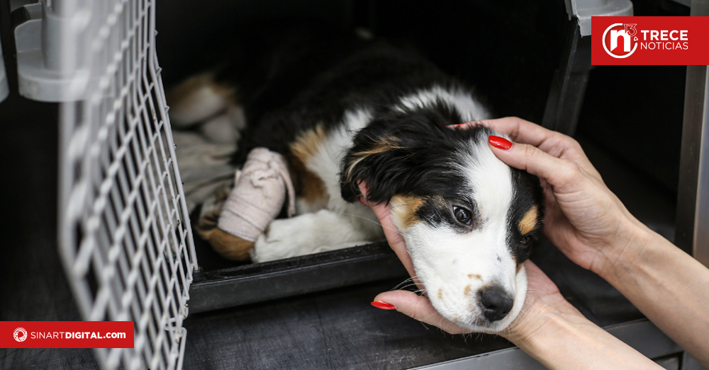 La Unión tendrá un Centro de Bienestar Animal para controlar población de callejeros