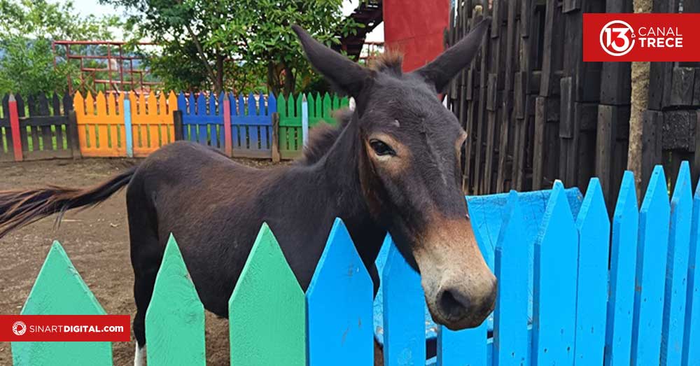 Entre mini burros, cabras y ovejas, distrufe un día en familia 