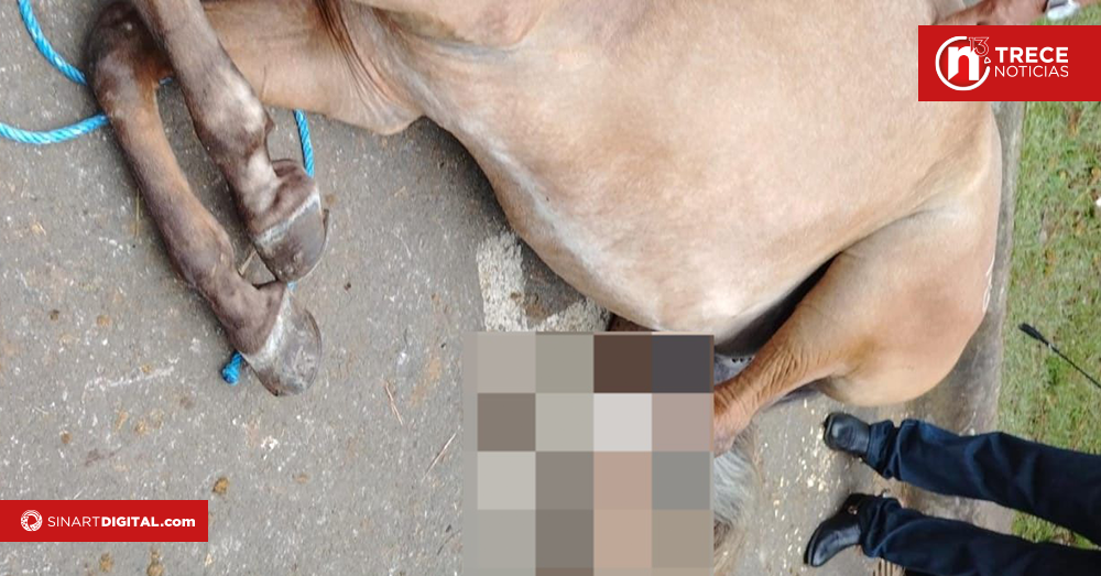 ¿Qué dice SENASA sobre la muerte de dos caballos en el Tope Nacional?