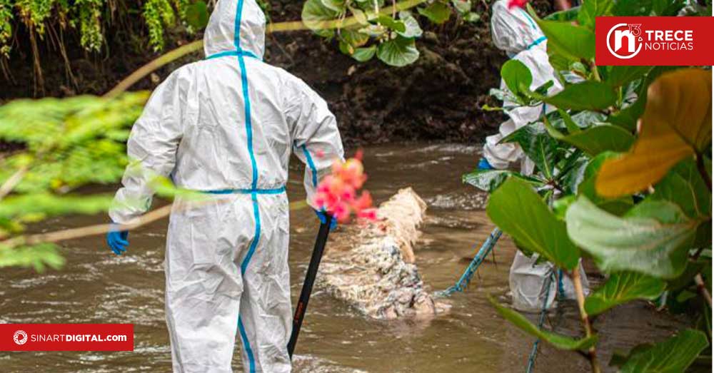 Hallan cádaver de cachalote en Cahuita