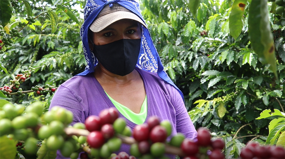 ICAFE será facilitador en la contratación de mano de obra de la siguiente cosecha