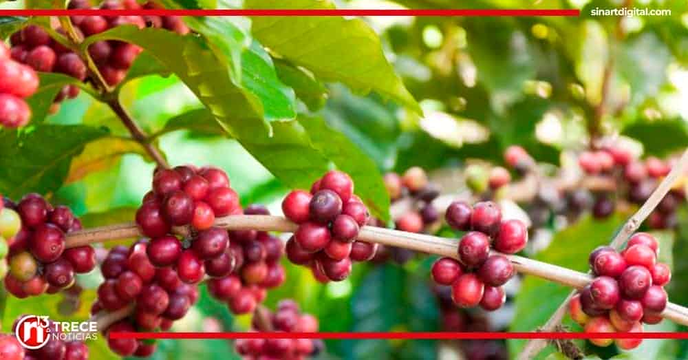 INS pago ¢97 millones por daños causados por fuertes lluvias en cultivos de papa y café en 2022