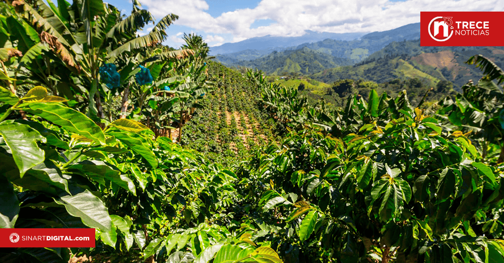 Café costarricense busca liderar mercados internacionales con producción libre de deforestación