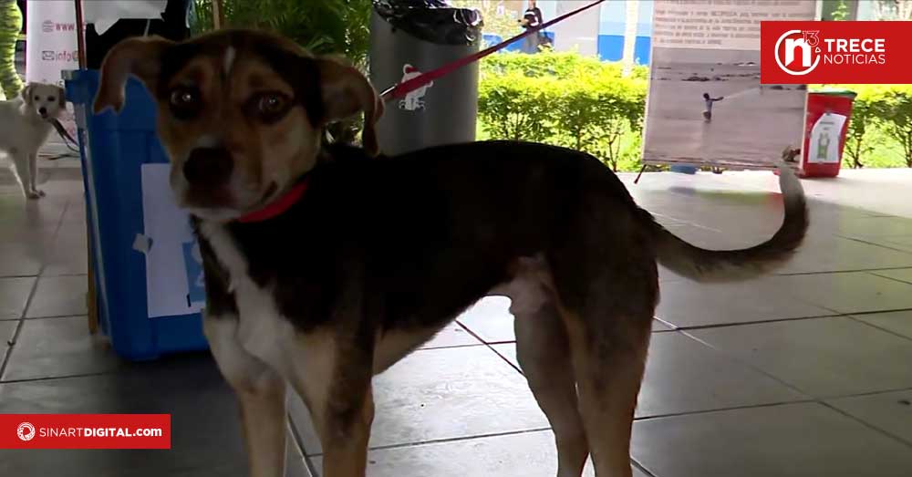 Castraciones de mascotas en la mira tras detectar campaña clandestina en Heredia