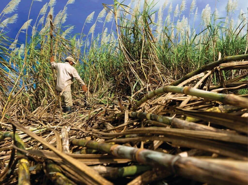 Caña de azúcar, banano y café son los cultivos que más aportan a la economía nacional 