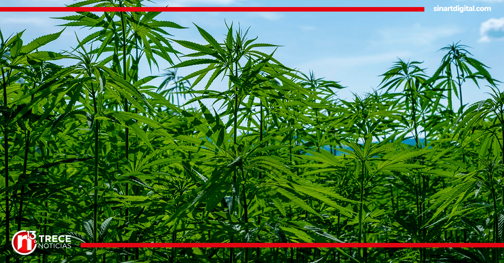 Agricultura otorga autorización de cáñamo a una universidad pública