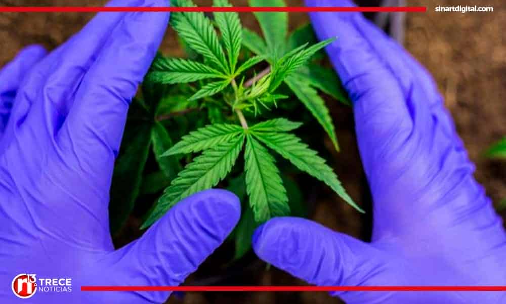 Ministra de Salud: 'Es una línea de gobierno apoyar el proyecto de ley para el cannabis'