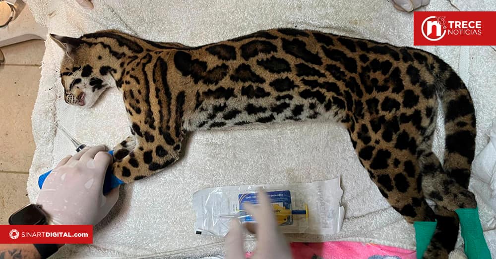 Llevan a un caucel silvestre a revisión veterinaria completa