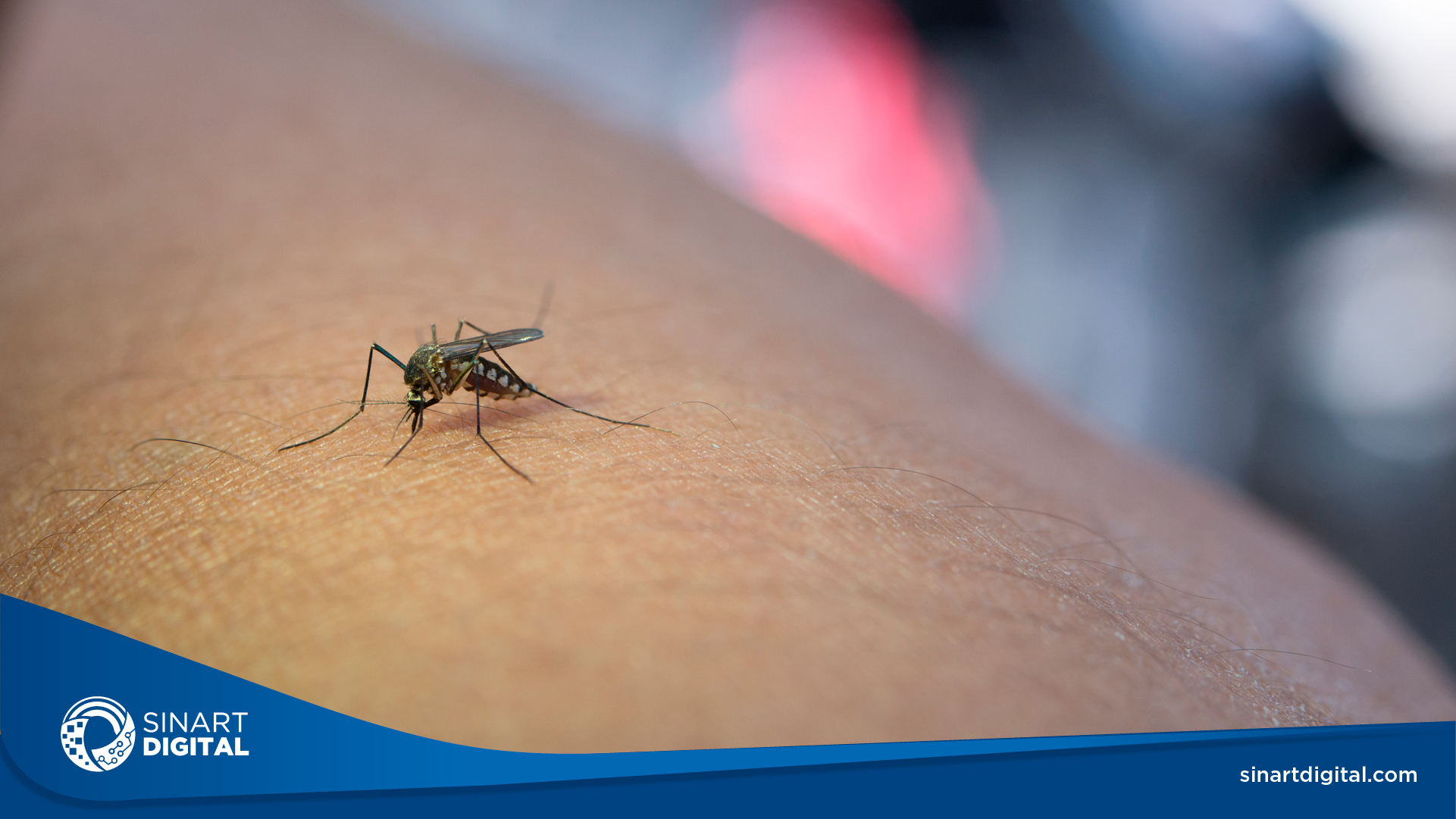 VIDEO | Alerta sanitaria por dengue. 