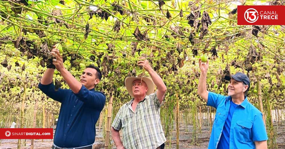 Donde nadie sembraba chayote, una familia cosechó una historia de éxito