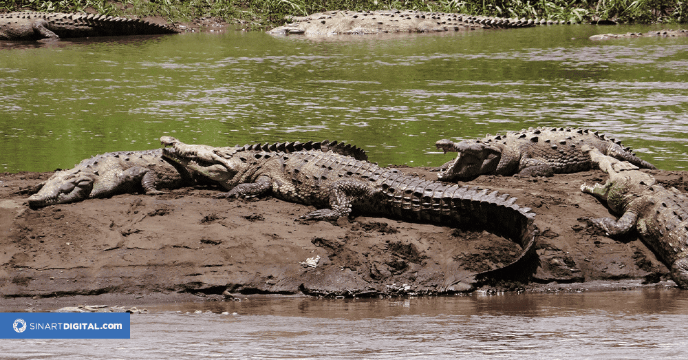 “Tenemos poblaciones recuperadas de cocodrilos, pero no vemos signos de sobrepoblación” afirma UNA