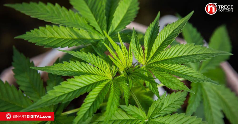 Proyecto para permitir uso de marihuana recreativa atravesará camino dificultoso en Congreso