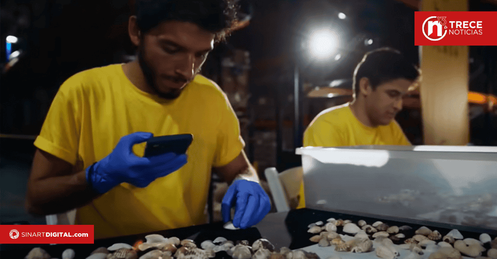 Proyecto devuelve al mar conchas decomisadas en aeropuertos 