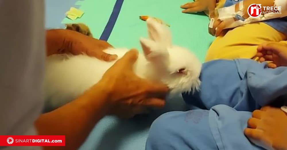 Conejitos Terapéuticos llevan sonrisas a los niños en el Hospital San Vicente de Paúl
