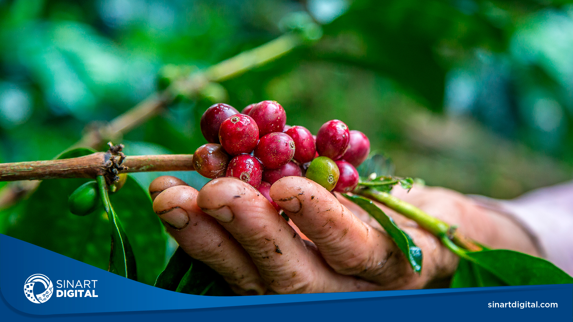 VIDEO | Cafetaleros contarán con póliza de riesgos del trabajo para recolectores del grano de oro | Consejo de Gobierno 11 octubre 2023.