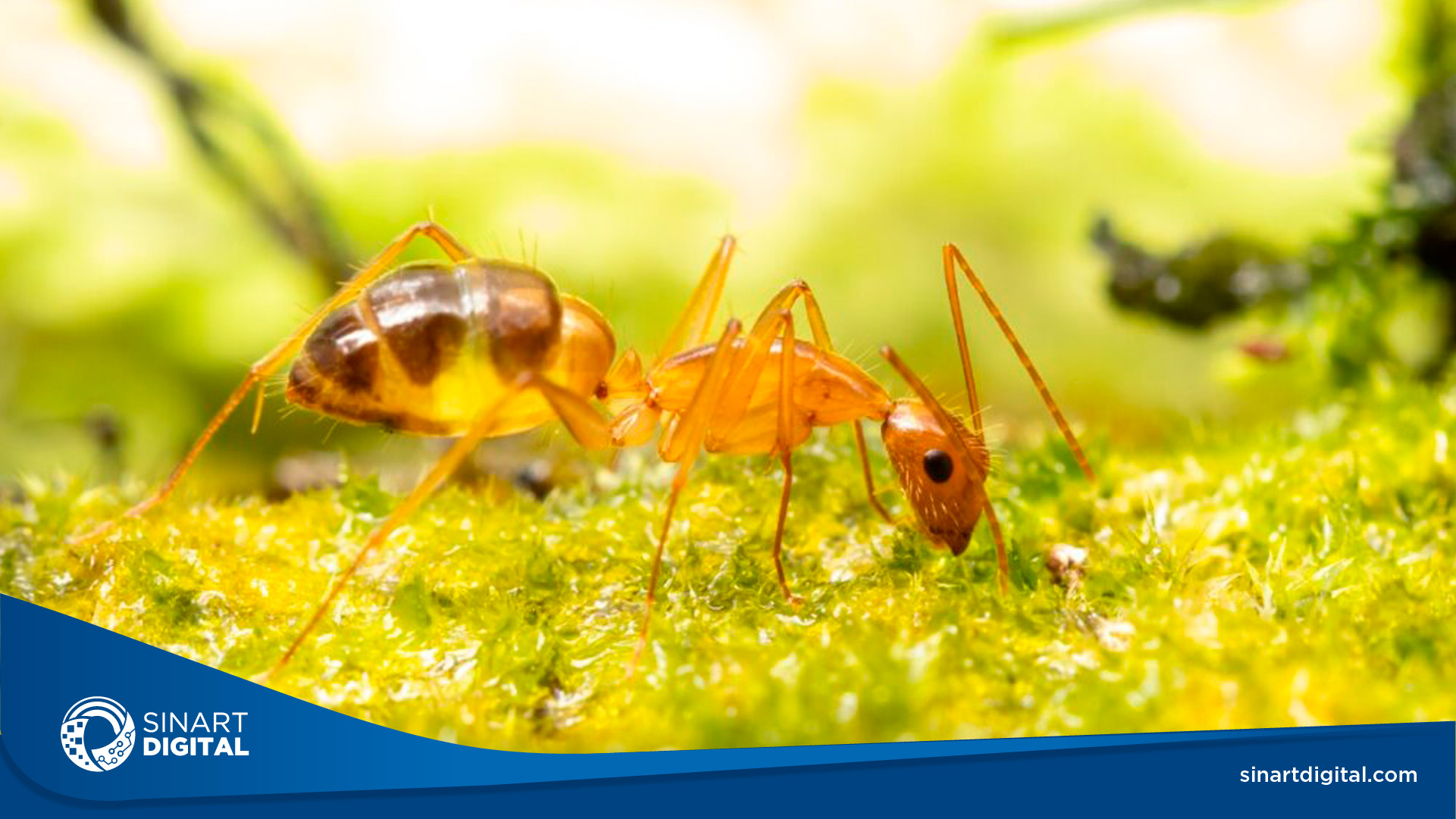 MAG autoriza uso temporal de agroquímicos para control de hormiga loca