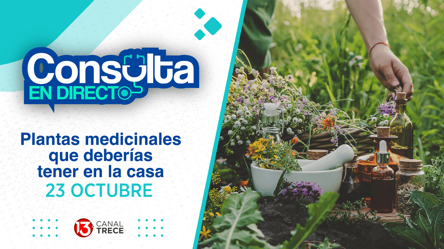 Plantas medicinales que deberías tener en casa | Consulta en Directo 23 octubre 2024. Programa completo. 