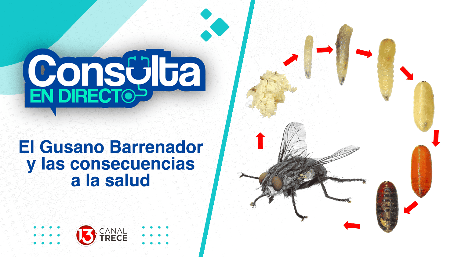 El gusano barrenador y las consecuencias para la salud | Consulta en directo 25 junio 2024. Programa Completo. 