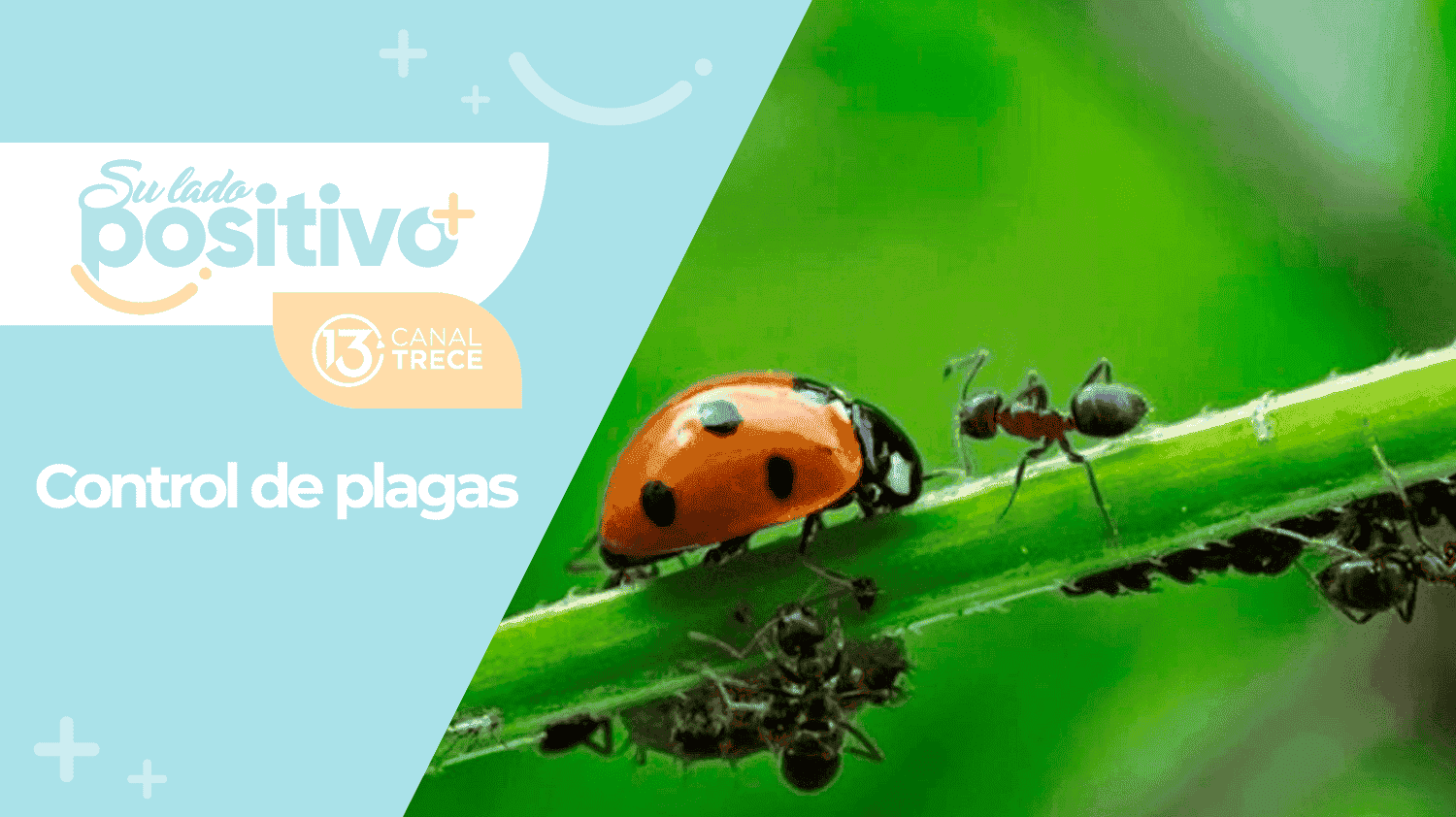 Control de plagas en el jardín