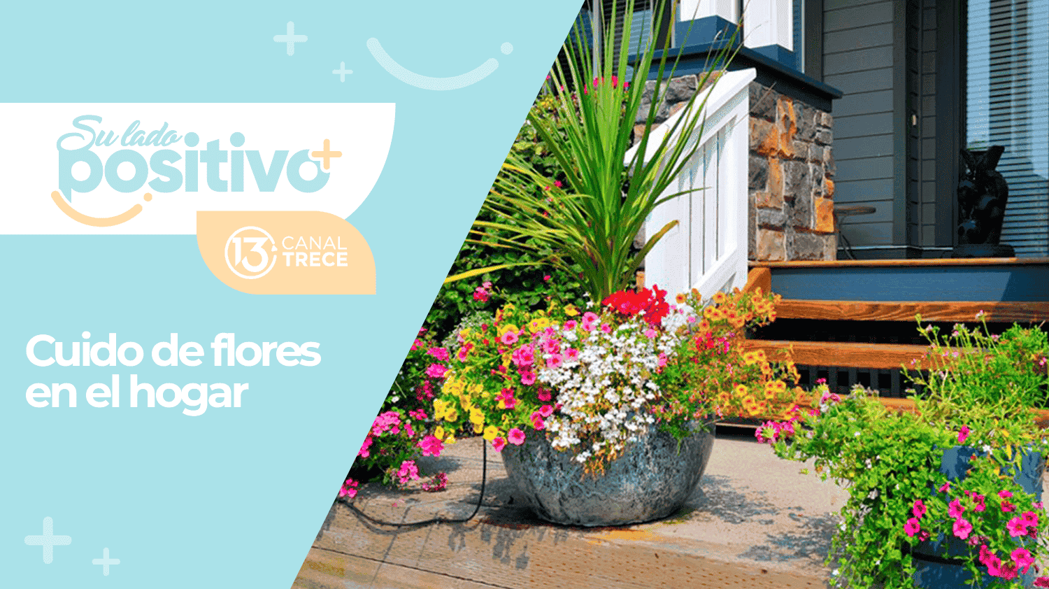 Cómo darle un mantenimiento adecuando a las plantas de la casa