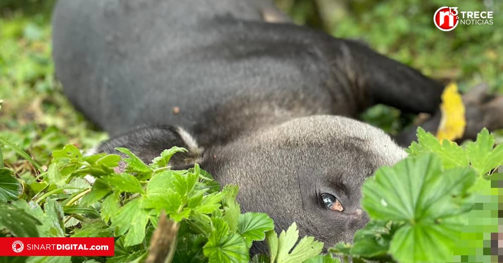 Tres dantas son atropelladas al año en la Ruta 2