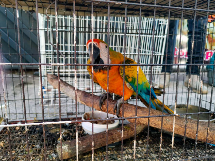 OIJ decomisó un animal silvestre cada día y medio entre 2022 y 2023