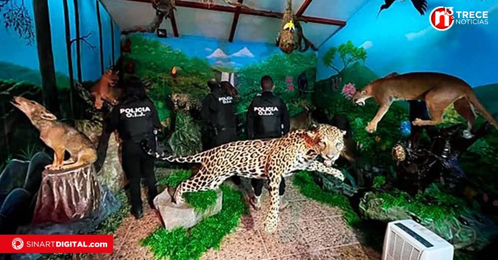 Delitos medioambientales son el cuarto negocio ilegal más productivo