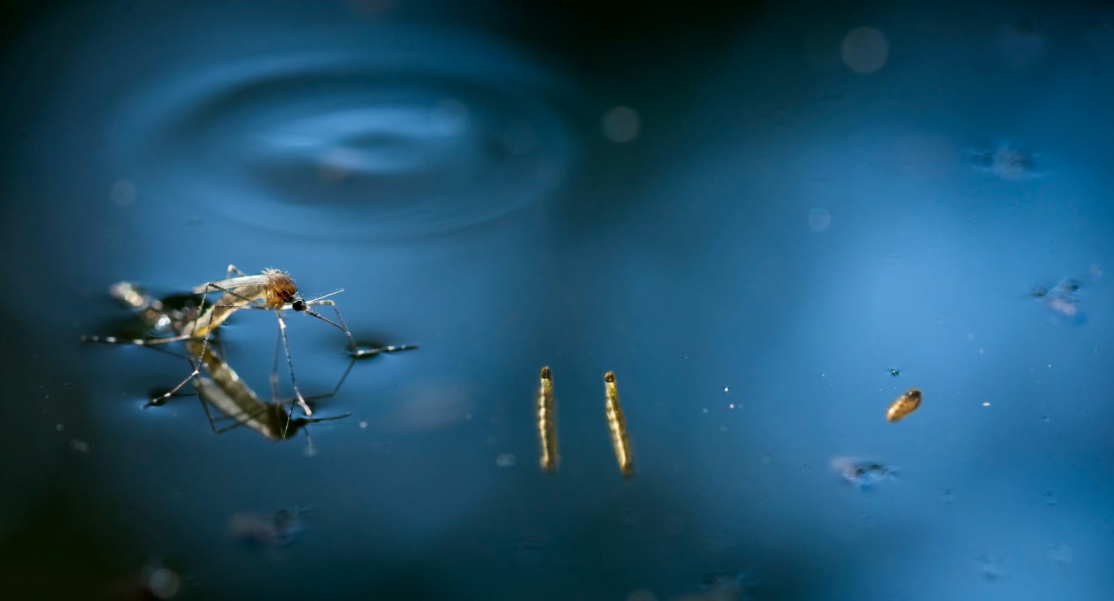 Menor hospitalizado por dengue: autoridades instan a mantenerse alerta para evitar más contagios