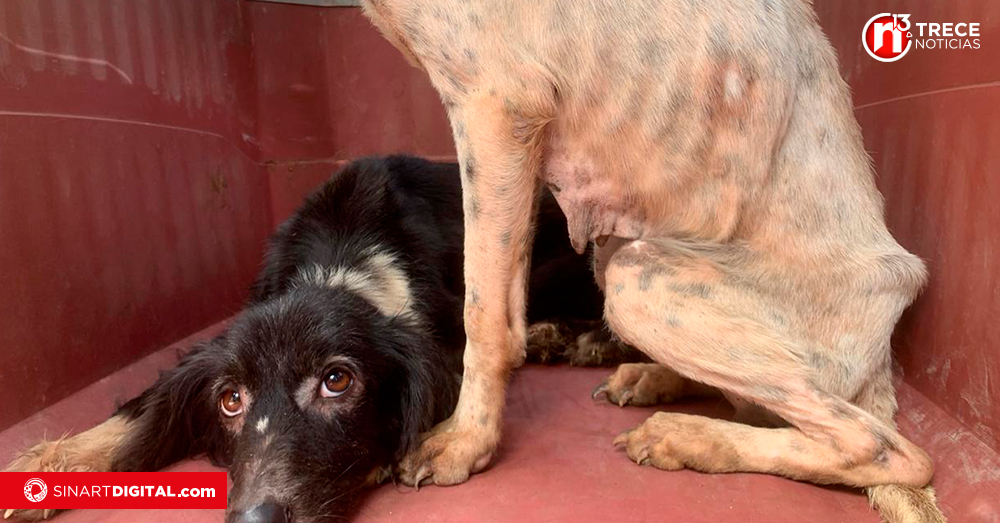 Mujer de 60 años tenía 26 perros desnutridos y en condiciones insalubres