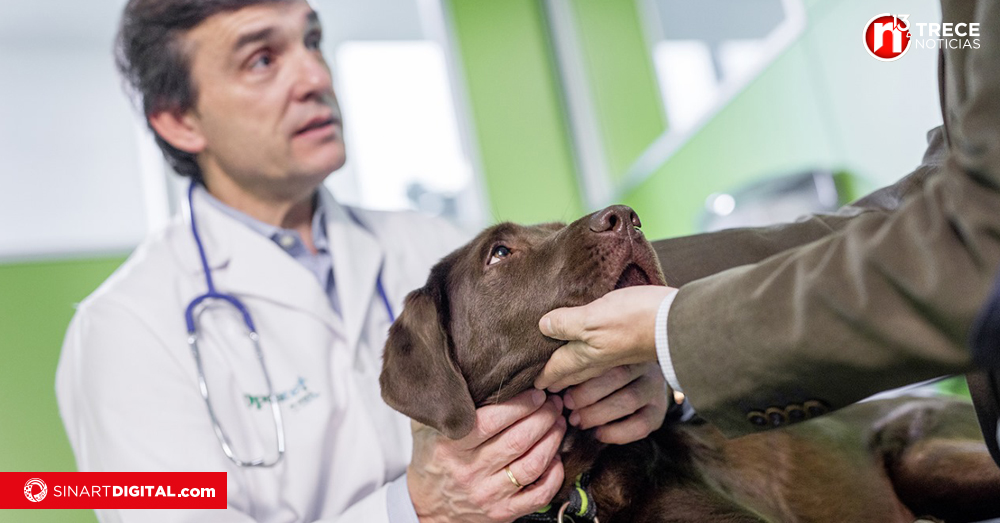 Hoy se celebra el Día del Médico Veterinario