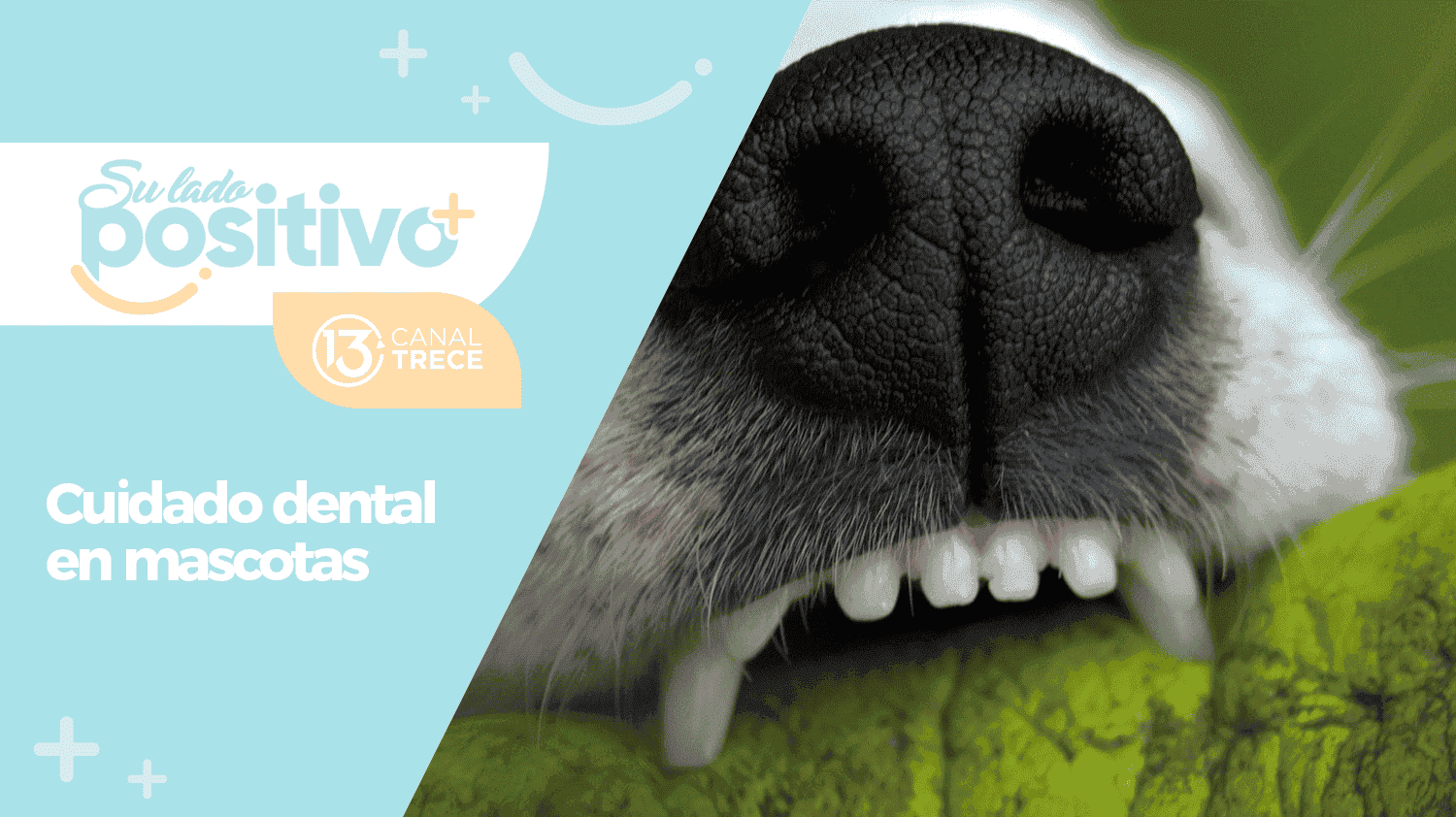 Limpieza dental en mascotas