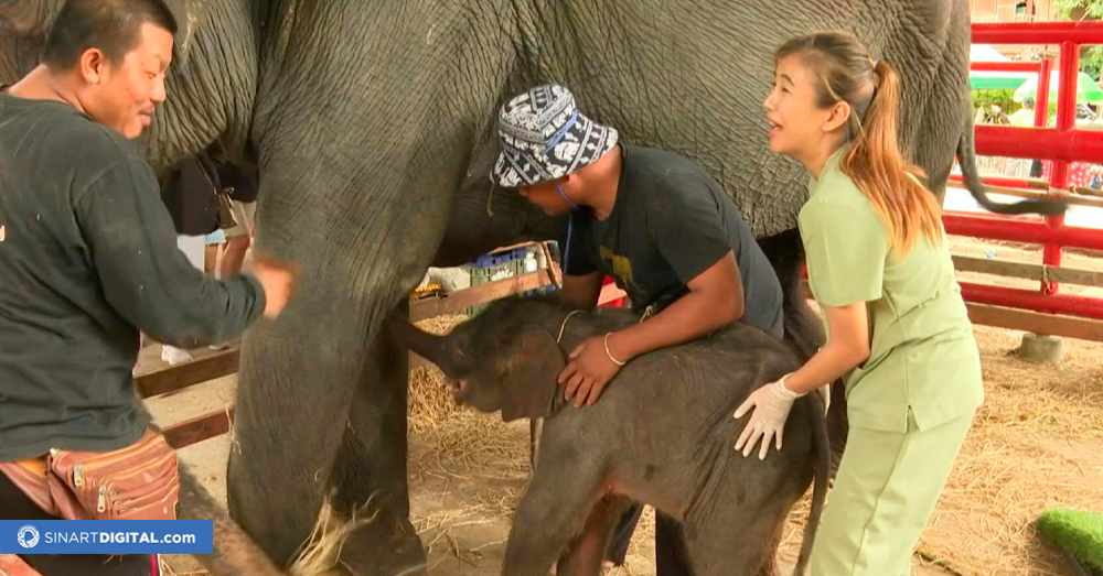 Sorpresivo parto múltiple de una elefanta en Tailandia.