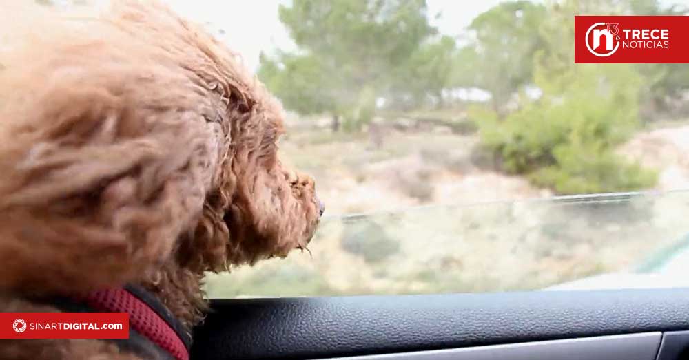 Mascotas también deben tener un plan para sobrevivir a una emergencia sísmica