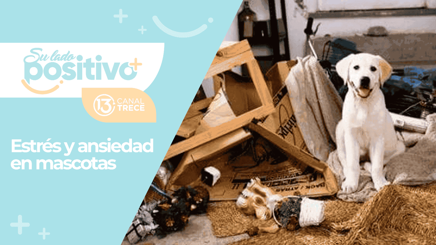 Estrés y ansiedad en mascotas