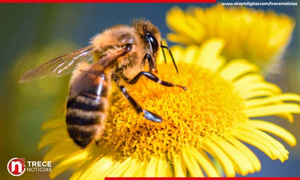 ¡Apúntese a celebrar el Día de las Abejas! La zona norte tiene preparado todo un festival