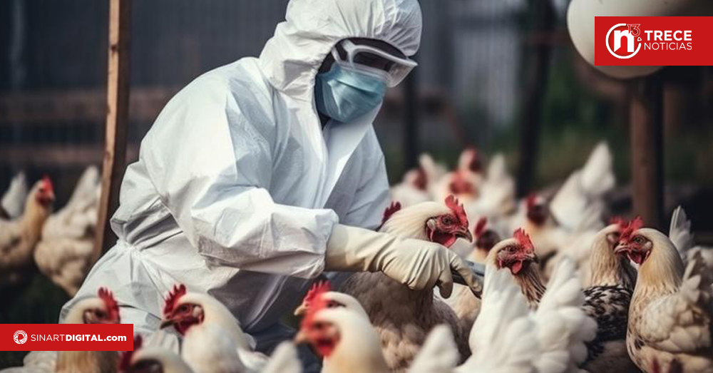 En 2024 se registró el doble de brotes de gripe aviar en mamíferos, un riesgo mayor para los humanos